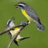 Photo de Coereba