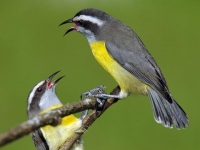 Photo de Coereba