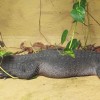 Photo de Tetraspis