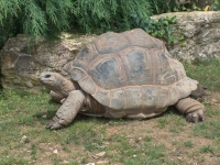 Photo de Aldabra