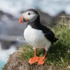 Photo de Puffin Torda