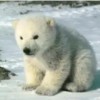 Photo de Pizzly - Polargrizz