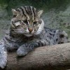 Photo de Chat Viverrin