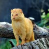 Photo de Penicillata