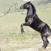 Photo de Karabakh