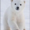 Photo de Ursus
