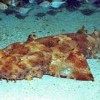 Photo de Wobbegong