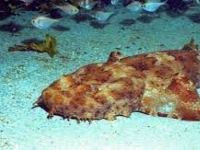 Photo de Wobbegong