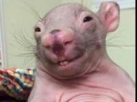 Photo de Louis Le Rat