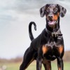 Photo de Dobermann