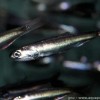 Photo de Anchois