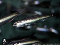 Photo de Anchois