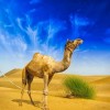 Photo de Turkoman