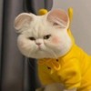 Photo de Hat Cat