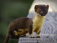Photo de Mustela