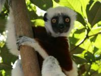 Photo de Indri
