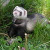 Photo de Furet