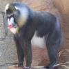 Photo de Mandrill