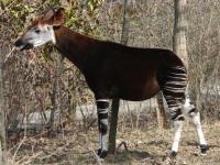 Photo de Okapi