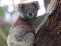 Photo de Koala