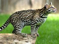 Photo de Ocelot