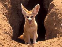 Photo de Fennec