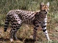 Photo de Serval