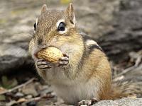 Photo de Chipmunk