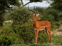 Photo de Impala