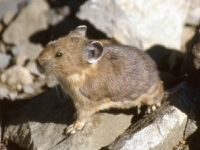 Photo de Pika
