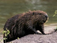 Photo de Castor