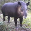 Photo de Tapir