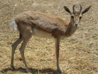 Photo de Muntjac
