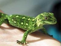 Photo de Gecko