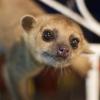 Photo de Kinkajou