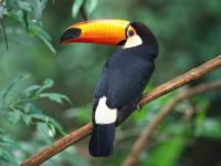 Photo de Toucan