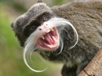 Photo de Tamarin