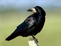 Photo de Corbeau
