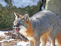 Photo de Urocyon