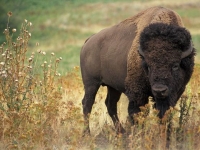 Photo de Bison