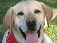 Photo de Labrador