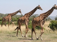 Photo de Girafe