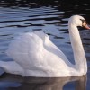 Photo de Cygne 