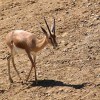 Photo de Gazelle