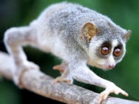 Photo de Loris