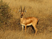 Photo de Chinkara