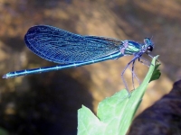 Photo de Libellule