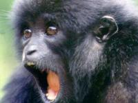 Photo de Siamang