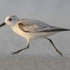 Photo de Sanderling