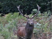 Photo de Sambar